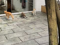 -光明刘冰乳鸽店(光明法政北路店)