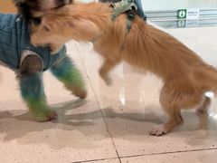 -帕帕拉兹宠物(亚洲旗舰店)