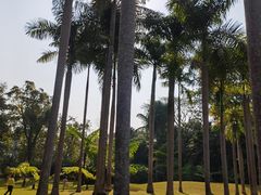-中国科学院西双版纳热带植物园
