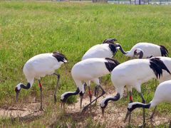 -盐城丹顶鹤湿地生态旅游区