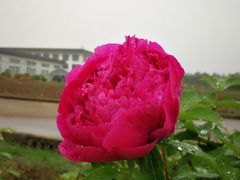 -盛世牡丹苑生态文化旅游区