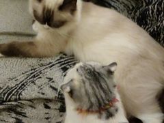-猫色咖啡·猫咖