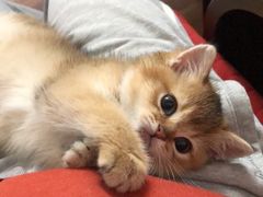 -爱侣宠医·鹦鹉专科·小型哺乳类·异宠专科(灵石路店)