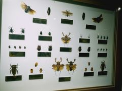 -上海昆虫博物馆