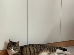 -康成宠物医院24H·CT·核磁共振