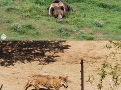 -青藏高原野生动物园