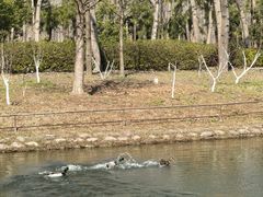 -合肥滨湖国家森林公园