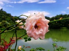 -中山市树木园