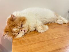 -有猫主题·治愈系猫咖(曾厝垵店)