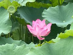 -莲花池公园