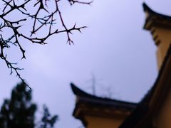 -天目山大树王景区