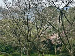 -中国茶叶博物馆(双峰馆区)