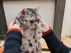 -猫友咖啡店(玉林西路店)
