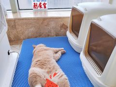 蛋黄-Catmate·猫肥家润(金润铂宫店)