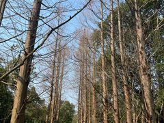 -良渚古城遗址公园