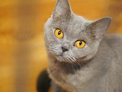 -猫宠乐园·专业洗护