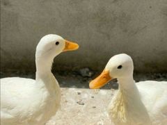 -前小桔亲子创意农场·草莓采摘·露营烧烤