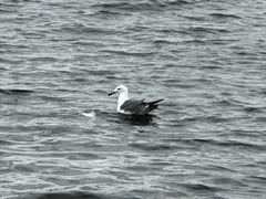 -台场海滨公园船码头