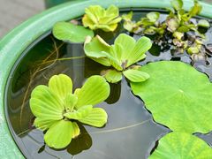 -袖虎猫馆(十亩地店)