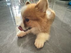 -博特宠物医院24h犬猫全科.骨科·异宠