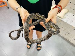 -Moni星球萌宠·小马宝莉·灵蛇·高端高阶全萌宠互动体验俱乐部(红豆国际广场店)