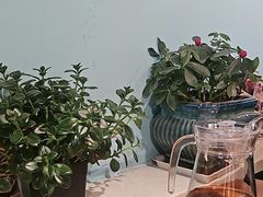 -柴窝堡22号传承新疆菜·新疆辣子鸡