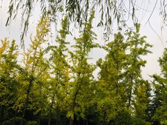-洨河生态公园