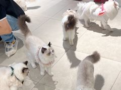 -怪兽屋·羊驼·猫咖·狗咖(俊华广场店)