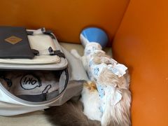 -乐派堂宠物医院·猫友好· 心脏科(东街店)