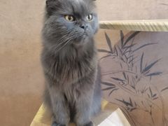 -楼上猫咖(罗湖店)