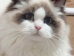 -猫十亿·布偶金渐层·曼基康矮脚猫舍(青年路店)