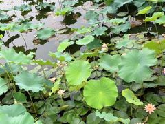 -荷塘月色湿地公园·向阳花洲
