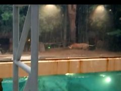 -清迈夜间动物园