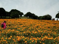 -松山湖梦幻百花洲