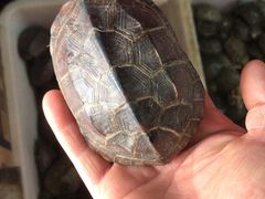 -金陵花卉交易市场