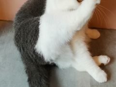 -猫儿山۰猫主题餐厅