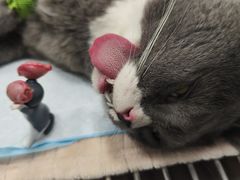 -艾吉宠物医院·疑难杂症转诊中心·猫友好(碧江路院)