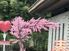 -都江堰中华大熊猫苑