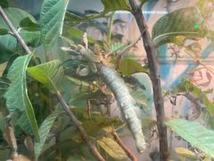 -上海大自然野生昆虫馆(东方明珠·爬宠昆虫探索中心)