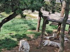 -西霞口神雕山野生动物世界