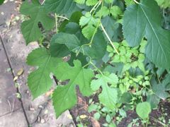 -旺仔家常菜生煎包(马端街店)