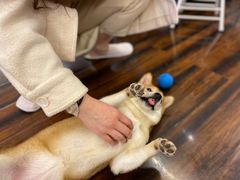 -豆柴町-柴犬主题狗咖(红鼎国际C座店)