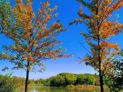 -昆山城市生态森林公园