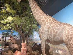 -陕西自然博物馆