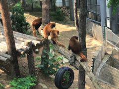 -大连森林动物园熊猫馆纪念品商店