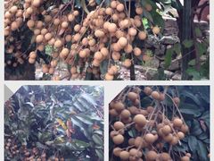 -从化深英荔枝黄皮龙眼采摘园