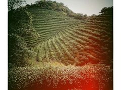 -西湖风景区十里琅珰-五云山