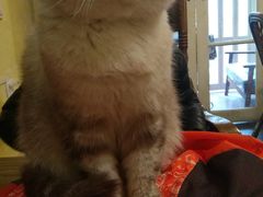-猫色咖啡·猫咖
