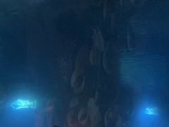 -海棠湾洲际-涛·海底餐厅·美人鱼·自助餐·海底隧道