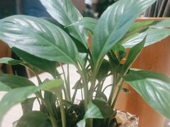 -宋益驴蹄子面肉夹馍(辛家庙店)